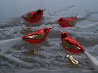 Glasvogel rot glanz mit Glasschwanz 4Stück per Box Glasvogel rot glanz mit Glasschwanz 4Stück per Box
